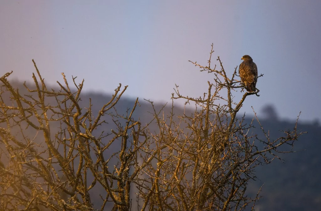 Bursa'da sığırcık kuşlarının dansı büyüledi
