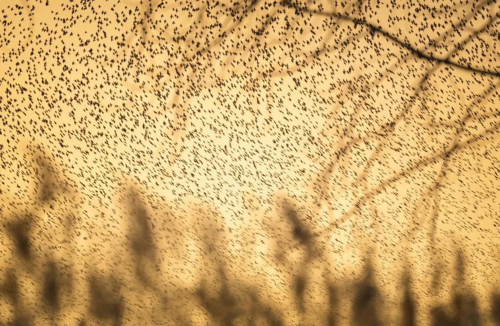 Bursa'da sığırcık kuşlarının dansı büyüledi