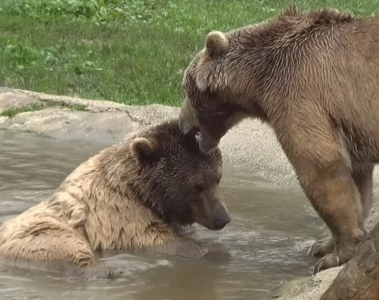 Dünya Uyku Günü'nde Bursa'daki ayı barınağından renkli görüntüler