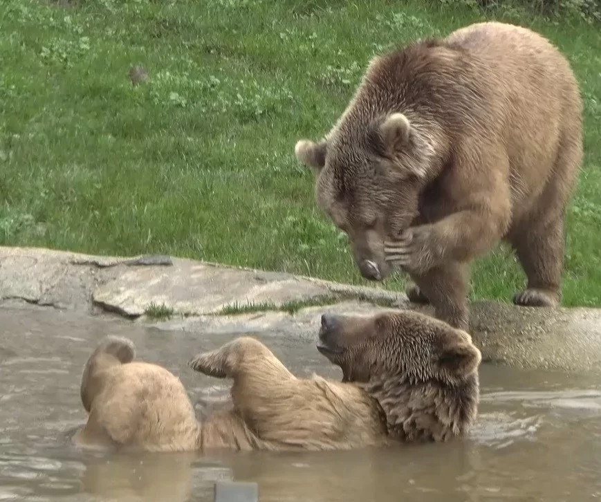 Dünya Uyku Günü'nde Bursa'daki ayı barınağından renkli görüntüler