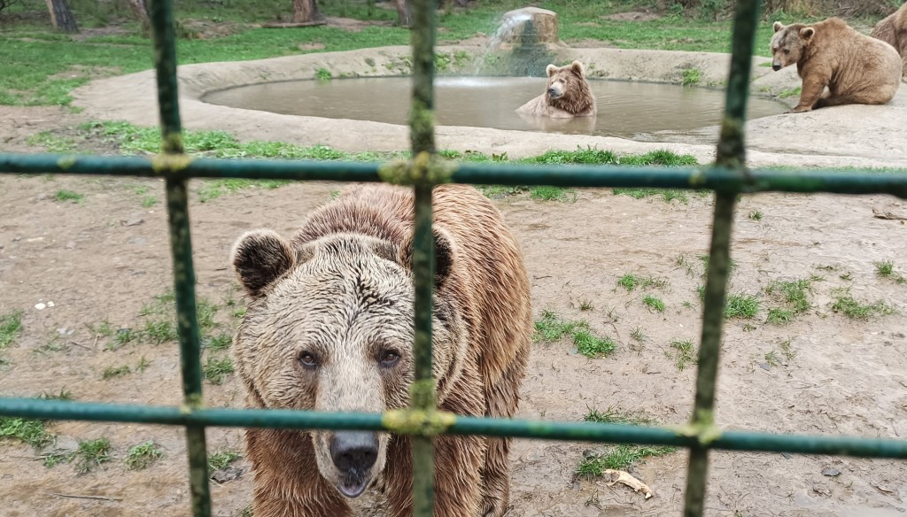 Dünya Uyku Günü'nde Bursa'daki ayı barınağından renkli görüntüler