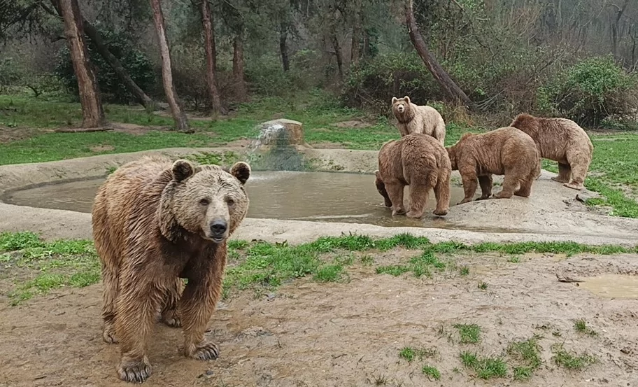 Dünya Uyku Günü'nde Bursa'daki ayı barınağından renkli görüntüler
