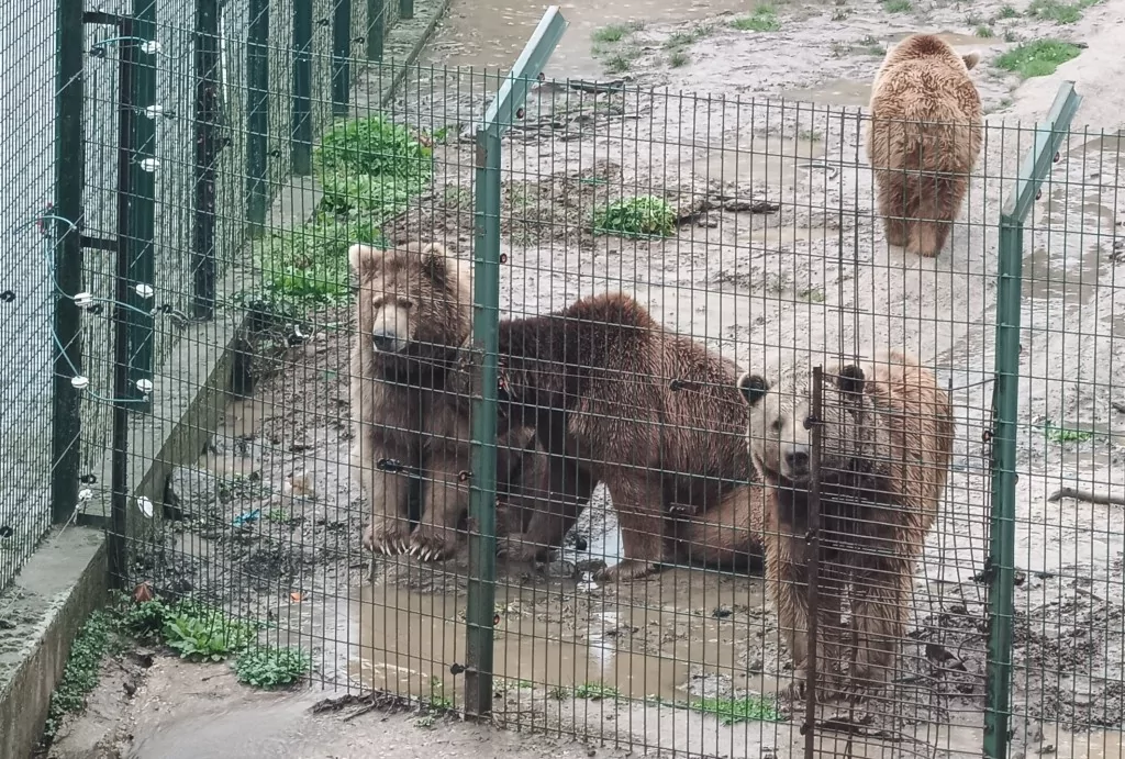 Dünya Uyku Günü'nde Bursa'daki ayı barınağından renkli görüntüler