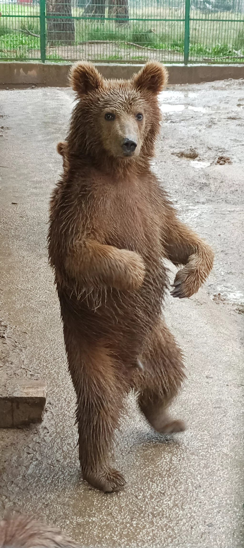 Dünya Uyku Günü'nde Bursa'daki ayı barınağından renkli görüntüler