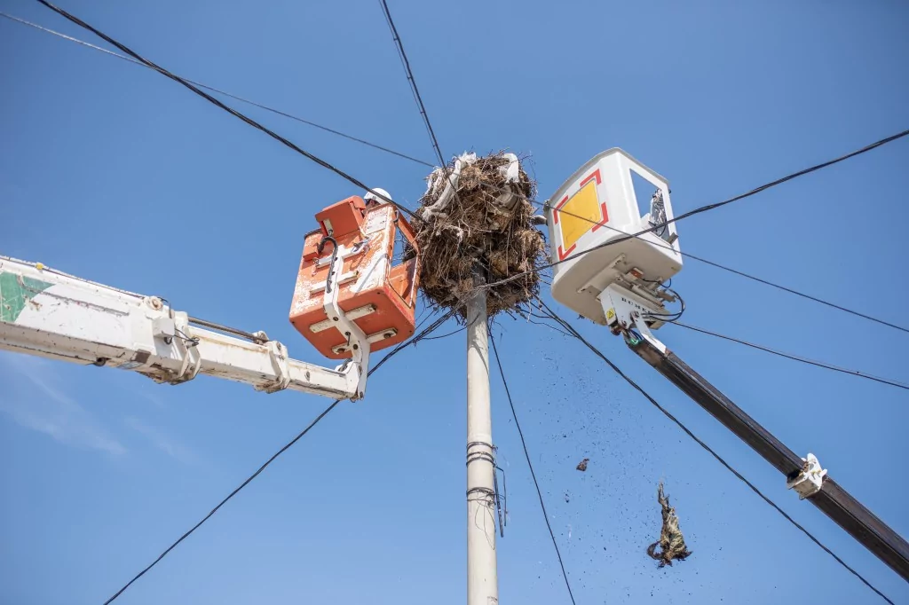 Eskikarağaç'taki leylek yuvalarında bahar temizliği yapıldı
