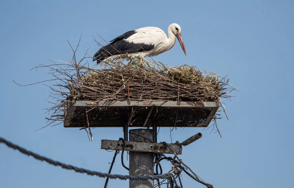 Eskikarağaç'taki leylek yuvalarında bahar temizliği yapıldı