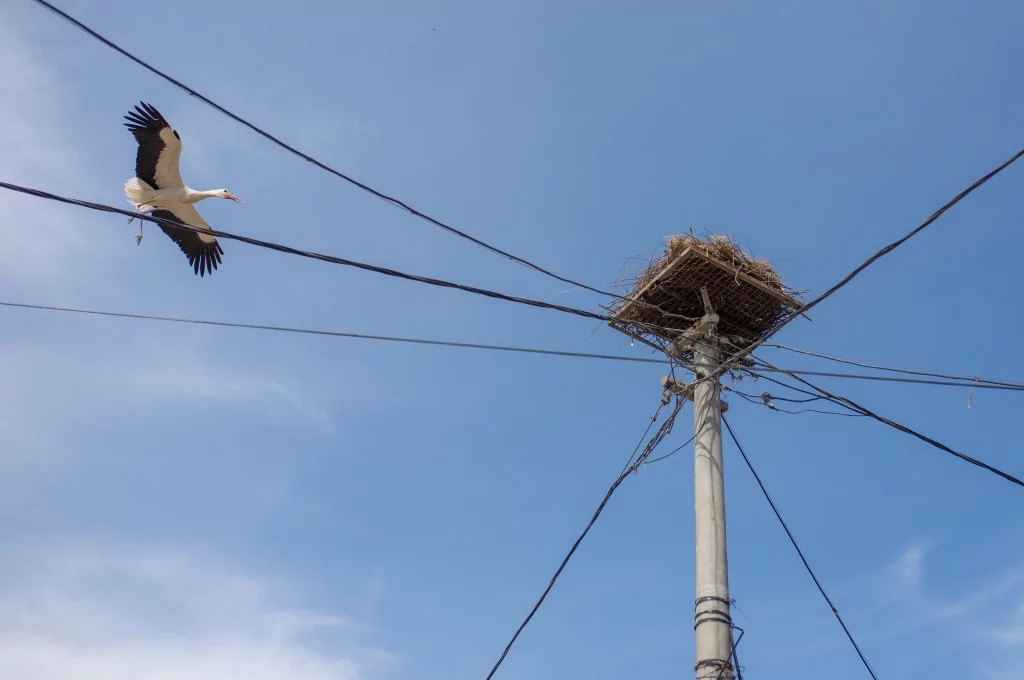 Eskikarağaç'taki leylek yuvalarında bahar temizliği yapıldı
