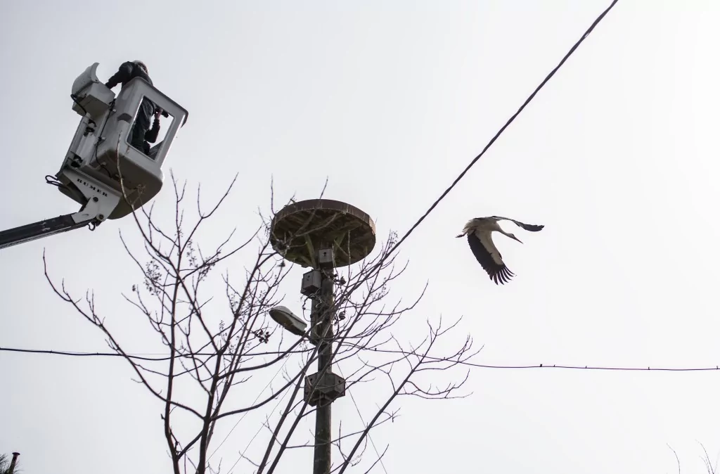 Eskikarağaç'taki leylek yuvalarında bahar temizliği yapıldı