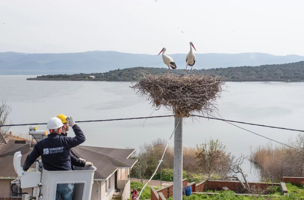 Eskikarağaç'taki leylek yuvalarında bahar temizliği yapıldı
