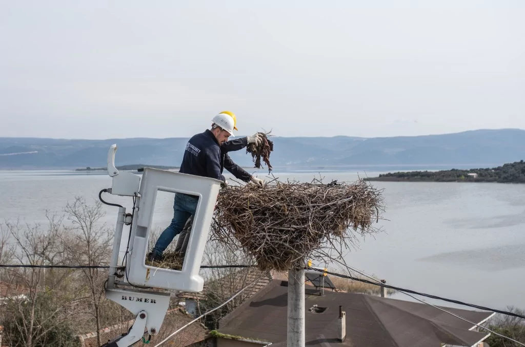 Eskikarağaç'taki leylek yuvalarında bahar temizliği yapıldı