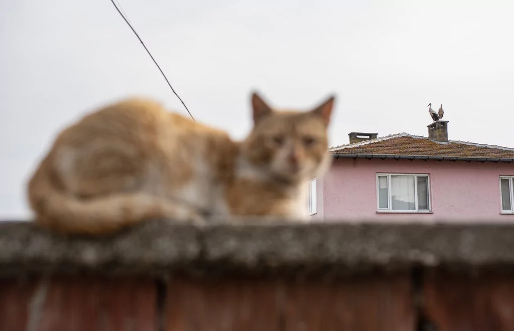 Eskikarağaç'taki leylek yuvalarında bahar temizliği yapıldı