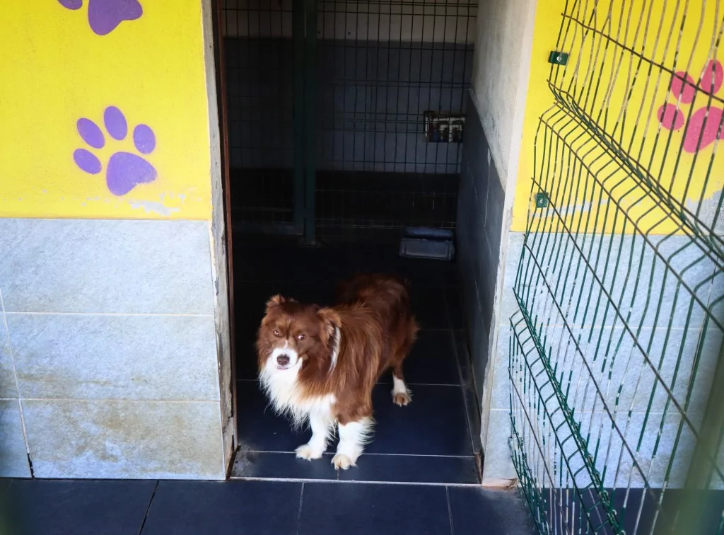 Bursa'nın evcil hayvan oteli bayram tatiline dolu girdi