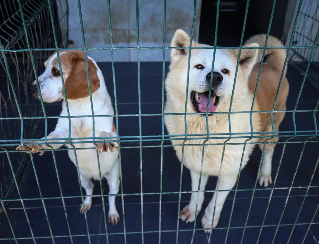 Bursa'nın evcil hayvan oteli bayram tatiline dolu girdi