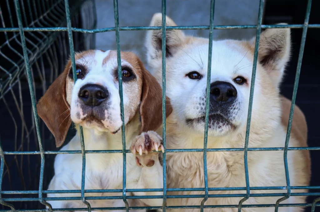 Bursa'nın evcil hayvan oteli bayram tatiline dolu girdi