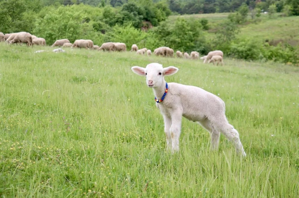 Bursa'da 20 günlük kuzu sahibinin peşinden ayrılmıyor