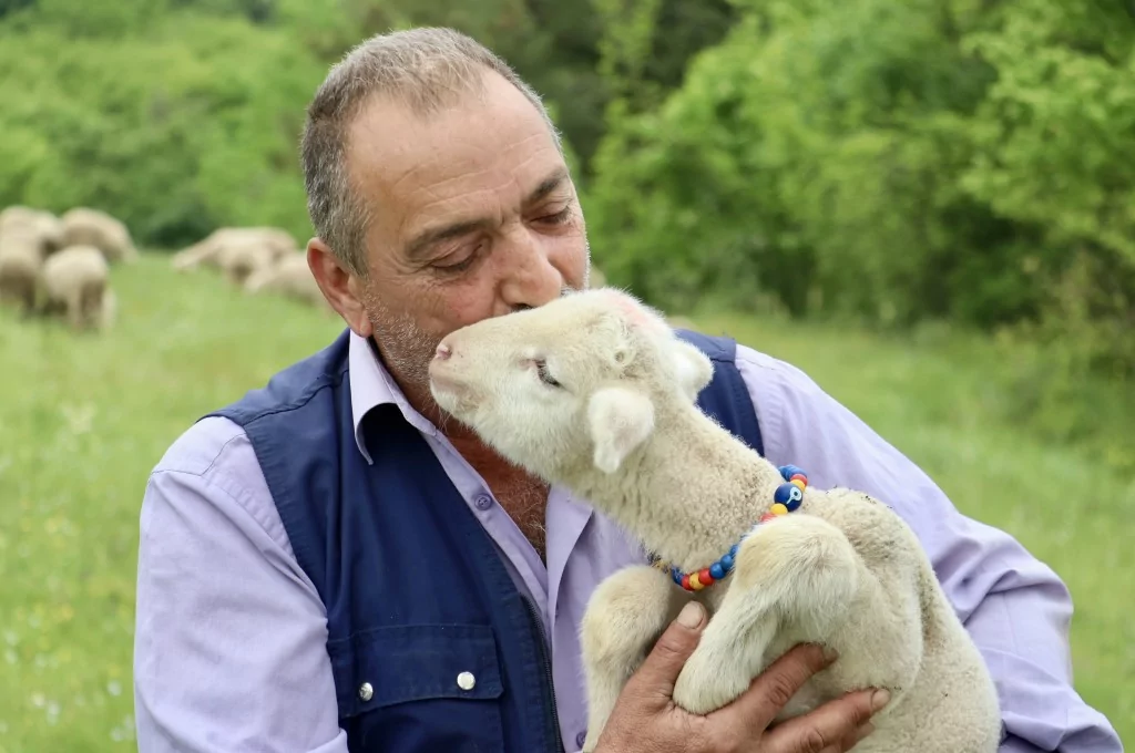 Bursa'da 20 günlük kuzu sahibinin peşinden ayrılmıyor