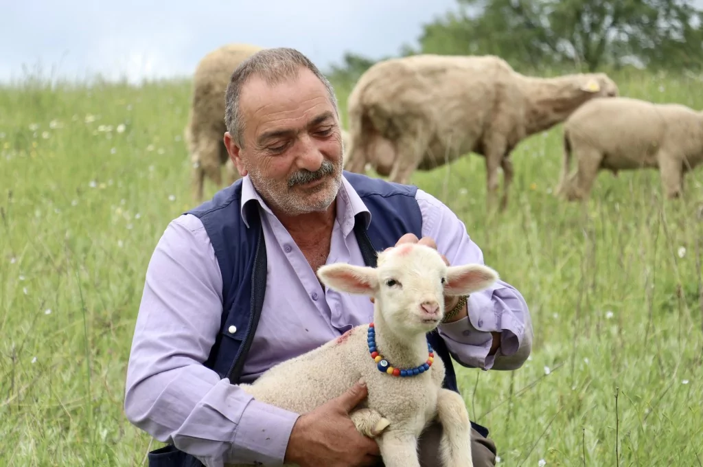 Bursa'da 20 günlük kuzu sahibinin peşinden ayrılmıyor