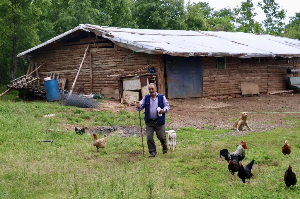 Bursa'da 20 günlük kuzu sahibinin peşinden ayrılmıyor