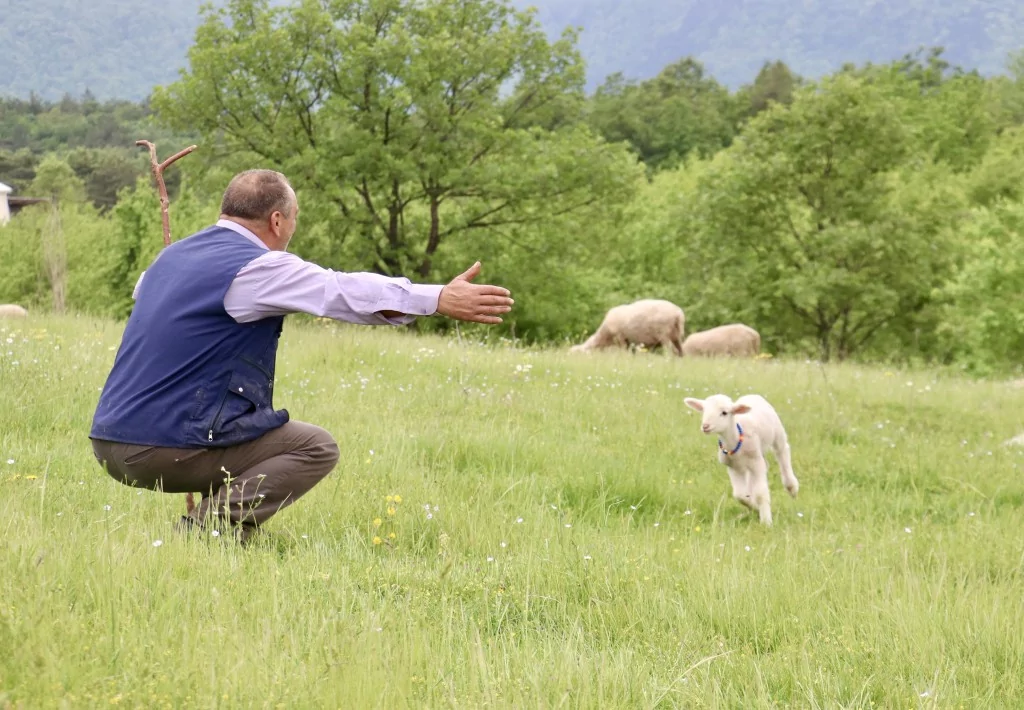 Bursa'da 20 günlük kuzu sahibinin peşinden ayrılmıyor