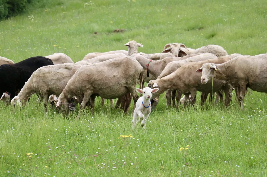 Bursa'da 20 günlük kuzu sahibinin peşinden ayrılmıyor