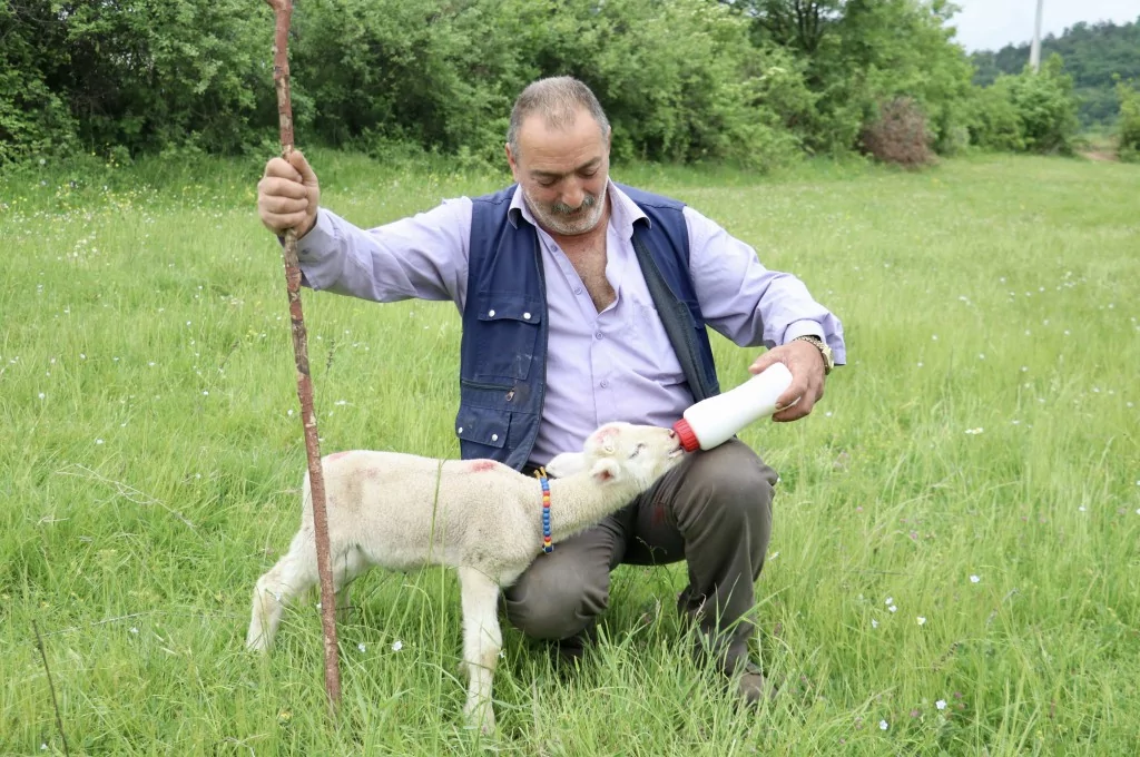 Bursa'da 20 günlük kuzu sahibinin peşinden ayrılmıyor