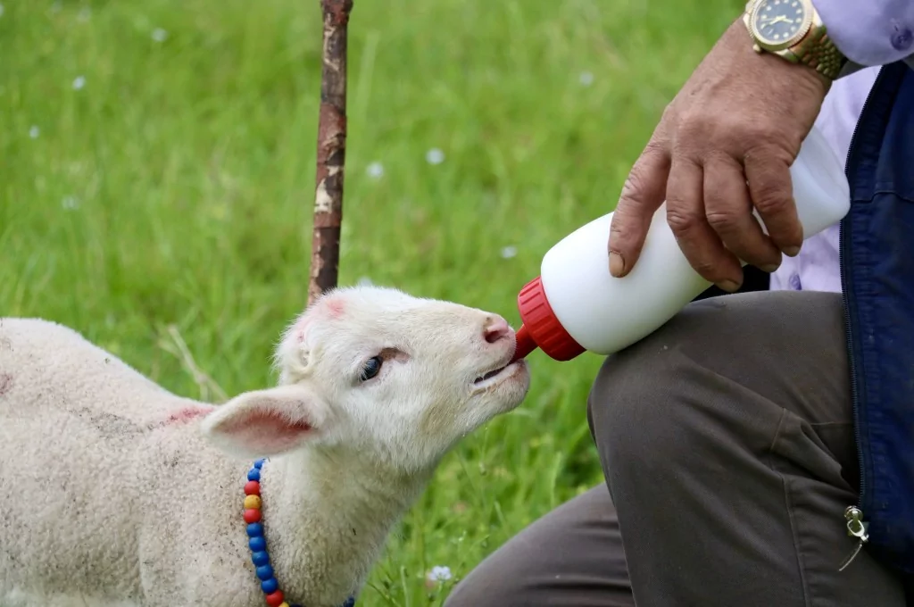 Bursa'da 20 günlük kuzu sahibinin peşinden ayrılmıyor