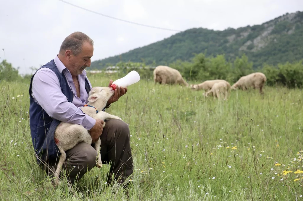 Bursa'da 20 günlük kuzu sahibinin peşinden ayrılmıyor