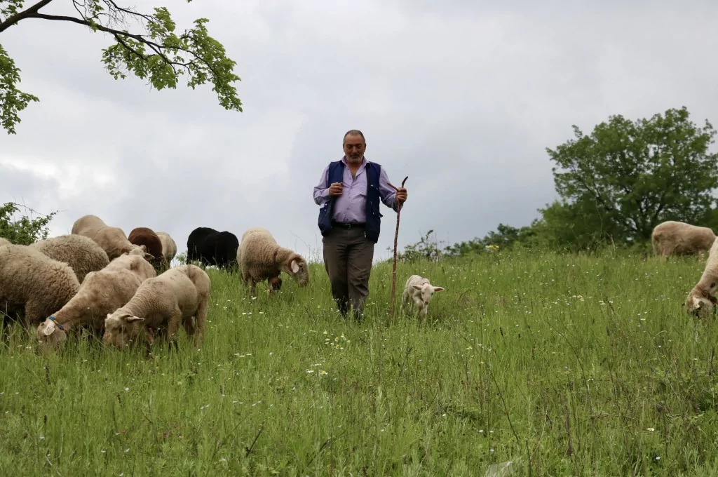 Bursa'da 20 günlük kuzu sahibinin peşinden ayrılmıyor