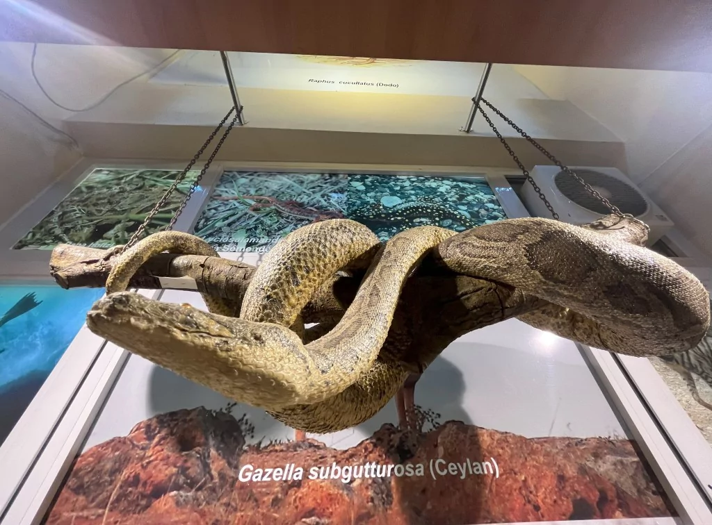 BUÜ Zooloji Müzesi'nde, trafik kazasında ve doğada ölen hayvanlar, tahnit edilerek sergileniyor