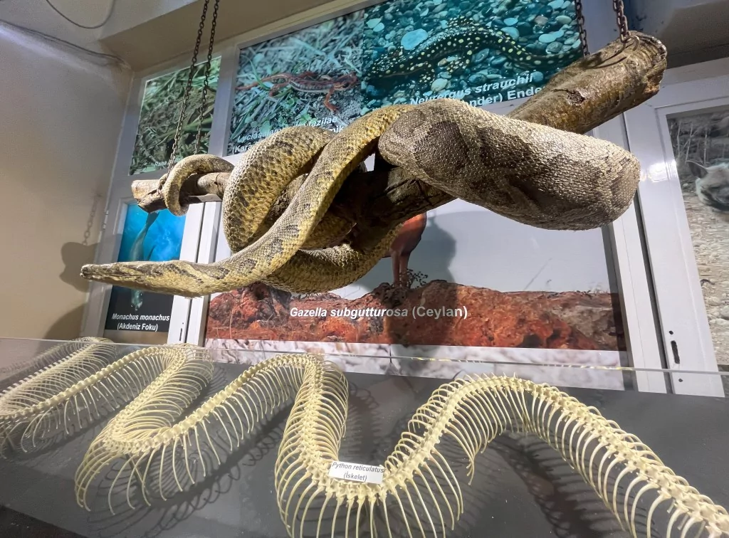 BUÜ Zooloji Müzesi'nde, trafik kazasında ve doğada ölen hayvanlar, tahnit edilerek sergileniyor