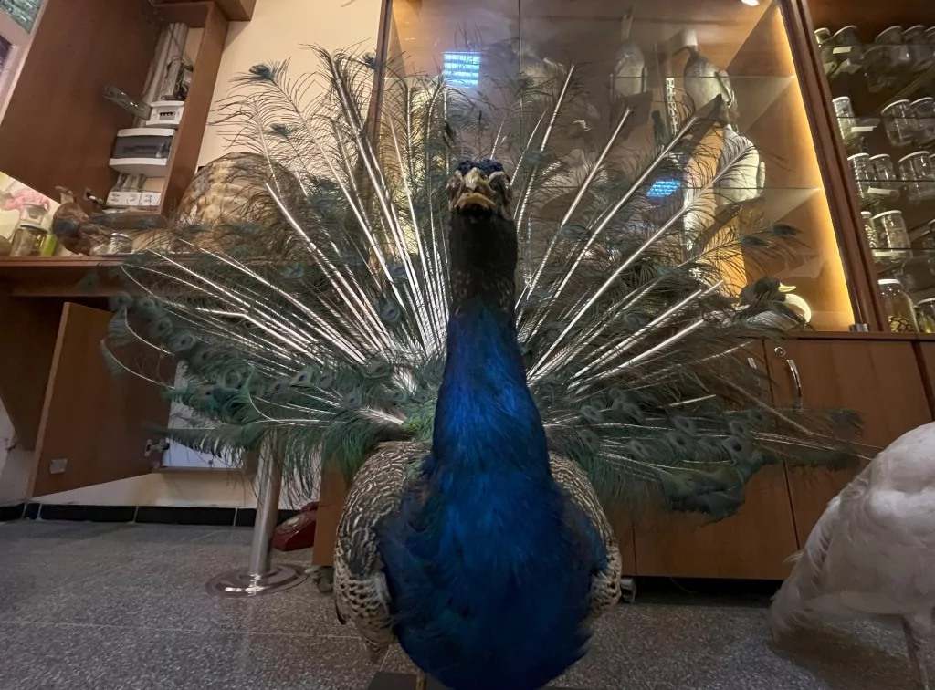 BUÜ Zooloji Müzesi'nde, trafik kazasında ve doğada ölen hayvanlar, tahnit edilerek sergileniyor