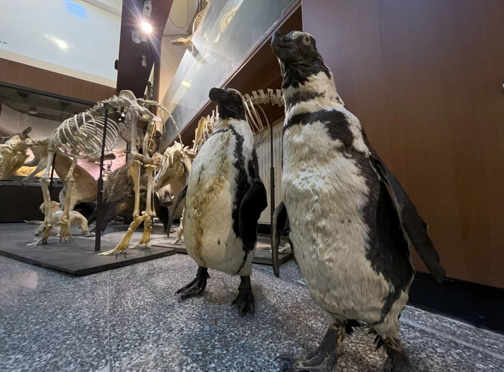 BUÜ Zooloji Müzesi'nde, trafik kazasında ve doğada ölen hayvanlar, tahnit edilerek sergileniyor