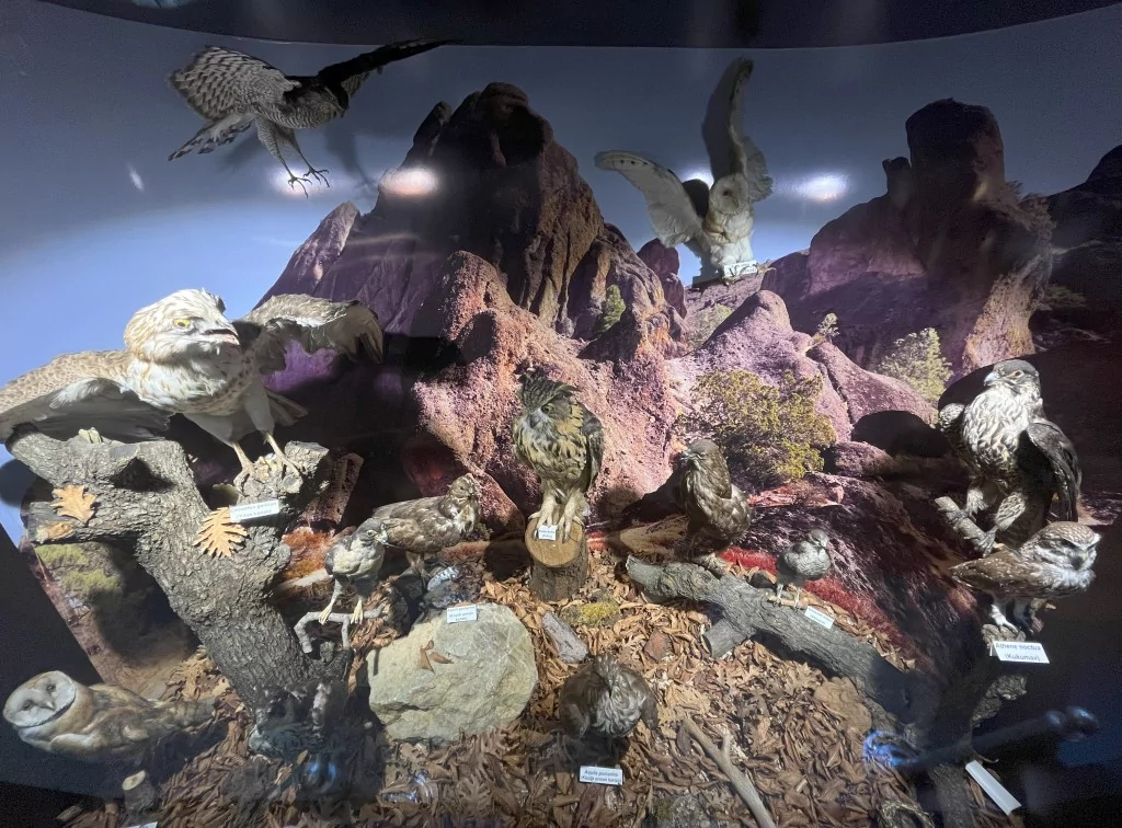 BUÜ Zooloji Müzesi'nde, trafik kazasında ve doğada ölen hayvanlar, tahnit edilerek sergileniyor