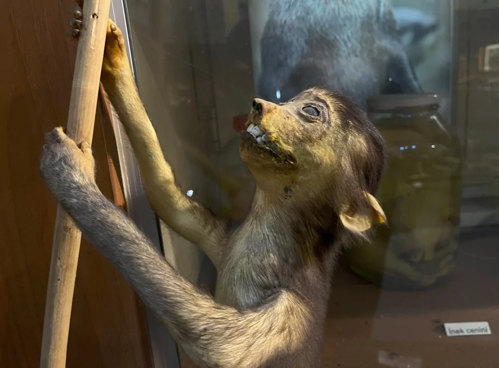 BUÜ Zooloji Müzesi'nde, trafik kazasında ve doğada ölen hayvanlar, tahnit edilerek sergileniyor