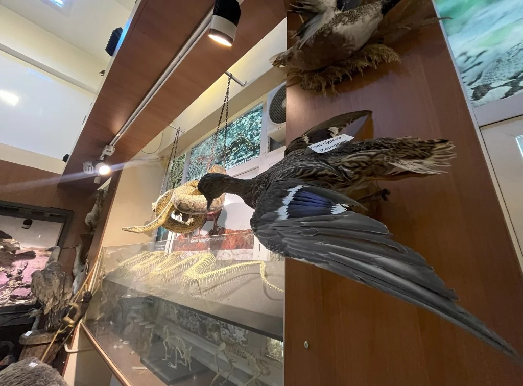 BUÜ Zooloji Müzesi'nde, trafik kazasında ve doğada ölen hayvanlar, tahnit edilerek sergileniyor