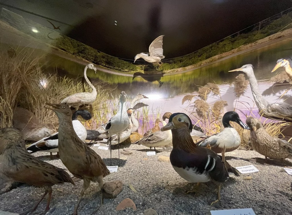 BUÜ Zooloji Müzesi'nde, trafik kazasında ve doğada ölen hayvanlar, tahnit edilerek sergileniyor