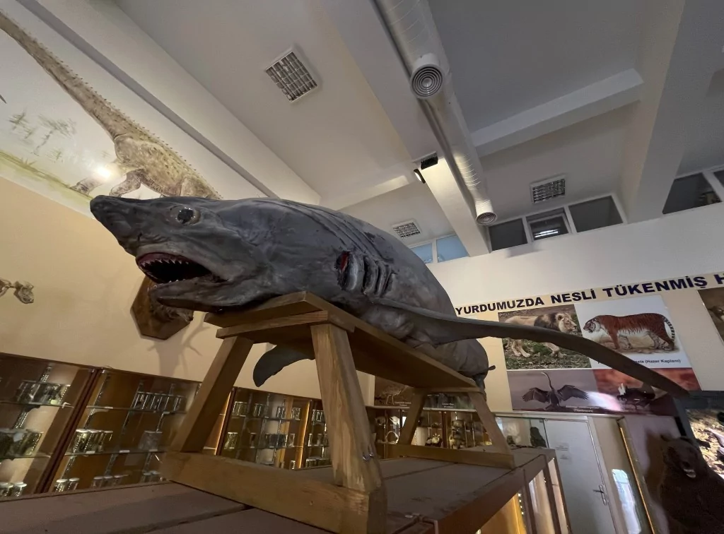 BUÜ Zooloji Müzesi'nde, trafik kazasında ve doğada ölen hayvanlar, tahnit edilerek sergileniyor