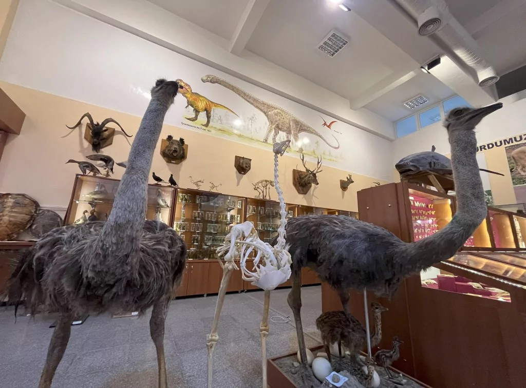 BUÜ Zooloji Müzesi'nde, trafik kazasında ve doğada ölen hayvanlar, tahnit edilerek sergileniyor