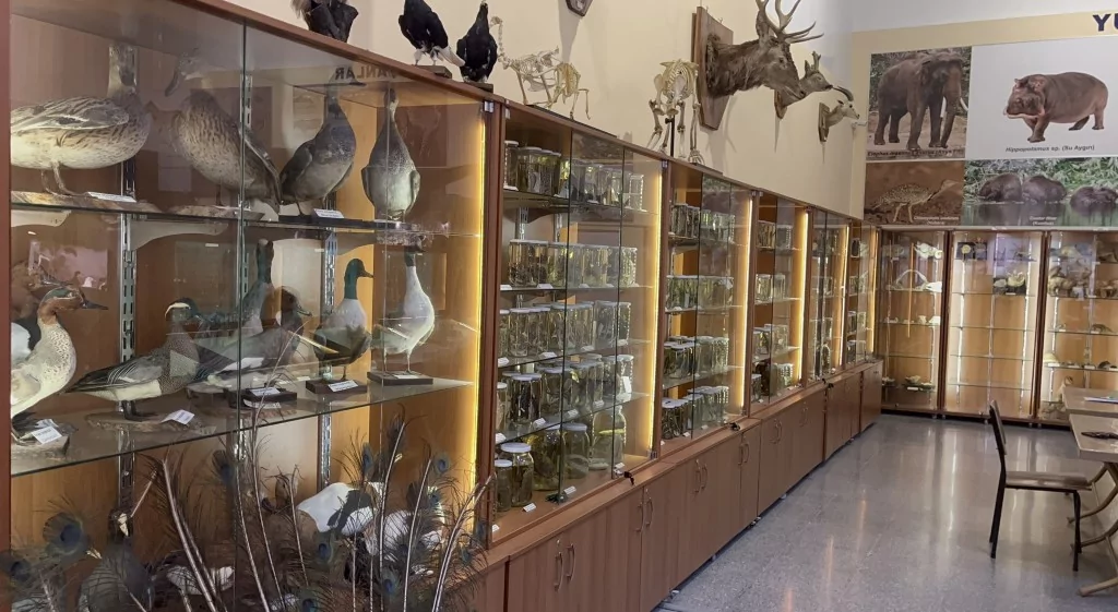 BUÜ Zooloji Müzesi'nde, trafik kazasında ve doğada ölen hayvanlar, tahnit edilerek sergileniyor