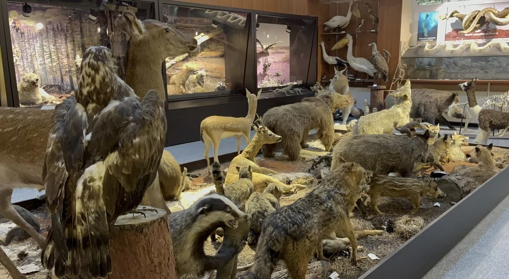 BUÜ Zooloji Müzesi'nde, trafik kazasında ve doğada ölen hayvanlar, tahnit edilerek sergileniyor