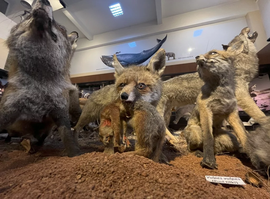 BUÜ Zooloji Müzesi'nde, trafik kazasında ve doğada ölen hayvanlar, tahnit edilerek sergileniyor