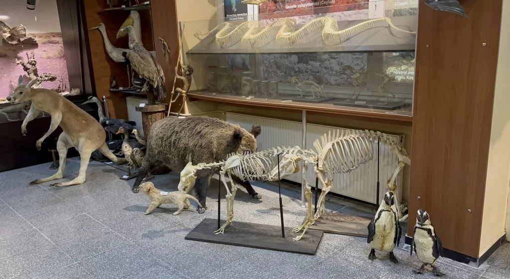 BUÜ Zooloji Müzesi'nde, trafik kazasında ve doğada ölen hayvanlar, tahnit edilerek sergileniyor