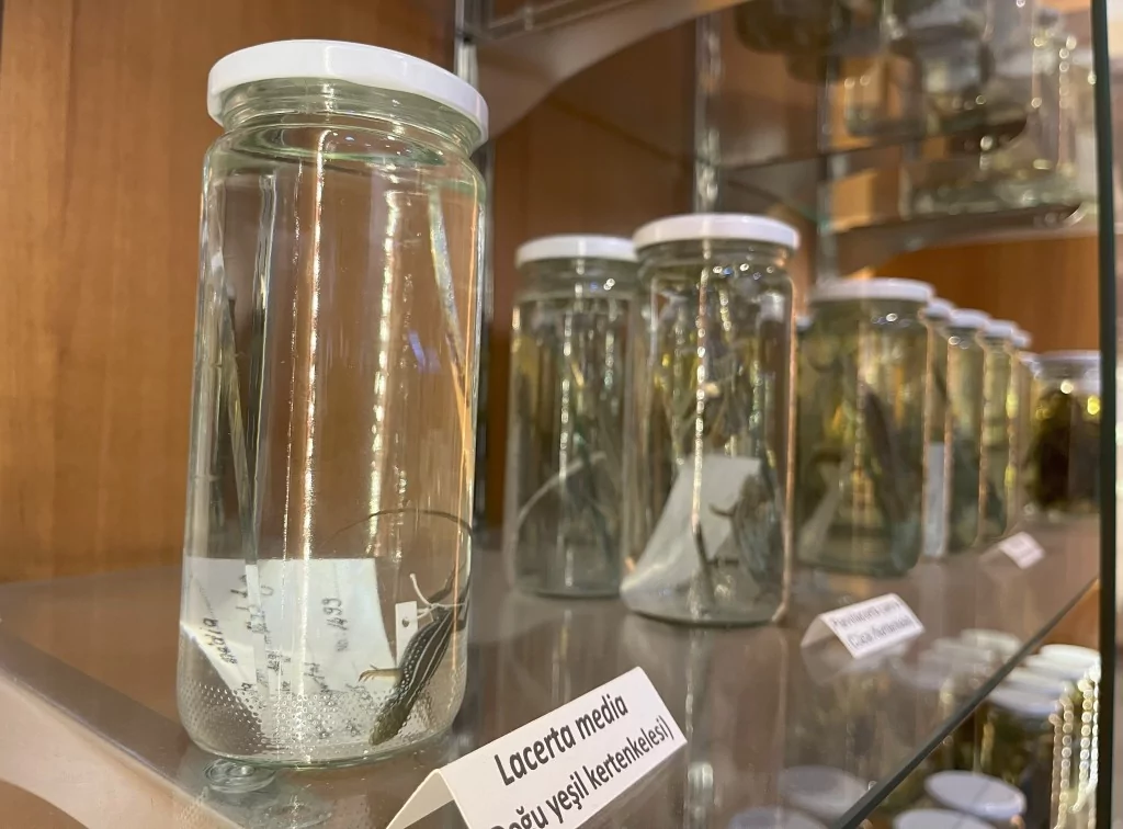 BUÜ Zooloji Müzesi'nde, trafik kazasında ve doğada ölen hayvanlar, tahnit edilerek sergileniyor