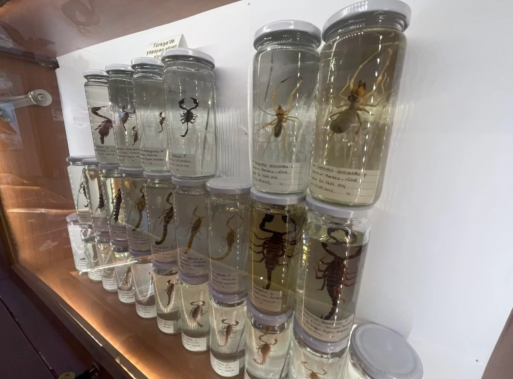 BUÜ Zooloji Müzesi'nde, trafik kazasında ve doğada ölen hayvanlar, tahnit edilerek sergileniyor