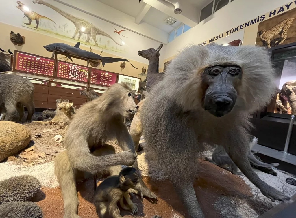 BUÜ Zooloji Müzesi'nde, trafik kazasında ve doğada ölen hayvanlar, tahnit edilerek sergileniyor