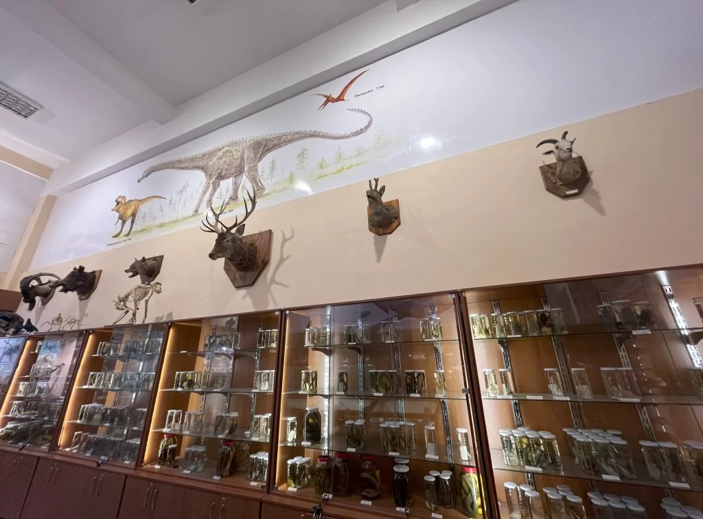 BUÜ Zooloji Müzesi'nde, trafik kazasında ve doğada ölen hayvanlar, tahnit edilerek sergileniyor