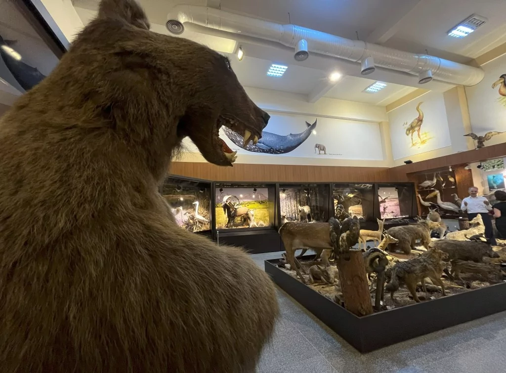 BUÜ Zooloji Müzesi'nde, trafik kazasında ve doğada ölen hayvanlar, tahnit edilerek sergileniyor