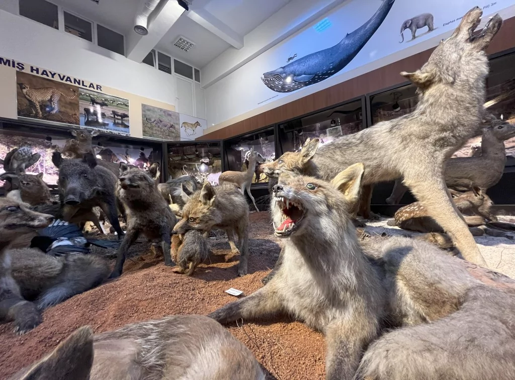 BUÜ Zooloji Müzesi'nde, trafik kazasında ve doğada ölen hayvanlar, tahnit edilerek sergileniyor