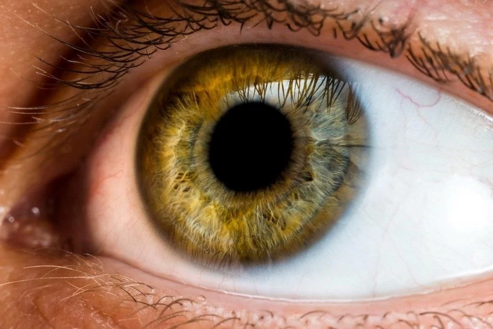 Siz önce hangi hayvanı gördünüz? Kişiliğinizi söylüyor