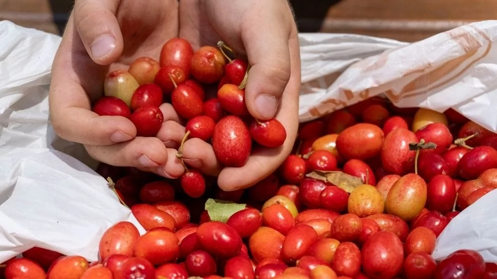 Bu meyvelerden yiyenlerin böbrekleri saat gibi tıkır tıkır çalışıyor